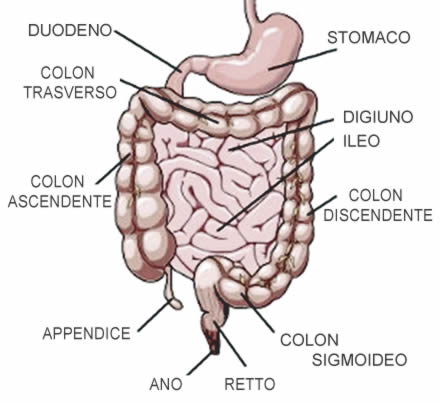 normale anatomia intestinale